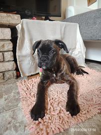 Boxer