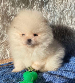 Spitz Pomerania toy nano