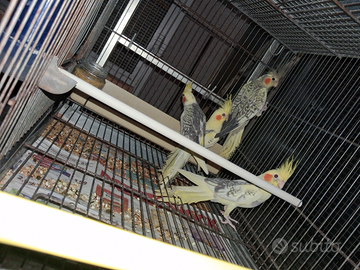 Calopsiti 3889812877