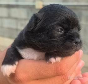 Femminuccia di chihuahua