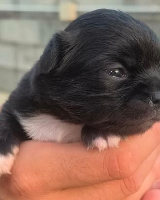 Femminuccia di chihuahua