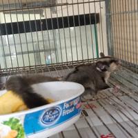 Petauro dello zucchero