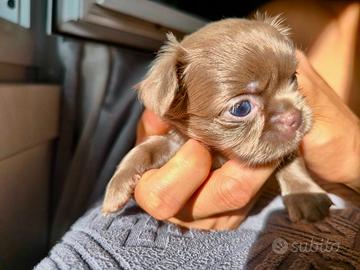 Cucciola di Chihuahua a pelo lungo Lilac