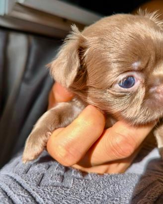 Cucciola di Chihuahua a pelo lungo Lilac