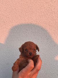 Barboncino Mini Toy Red