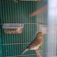 Coppia canarini 2025 spagnoli e portoghesi