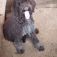 Cucciolo di lagotto romagnolo