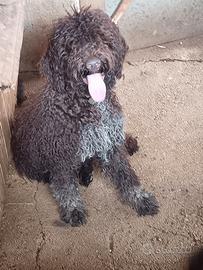 Cucciolo di lagotto romagnolo