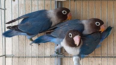 Giovani inseparabili personata