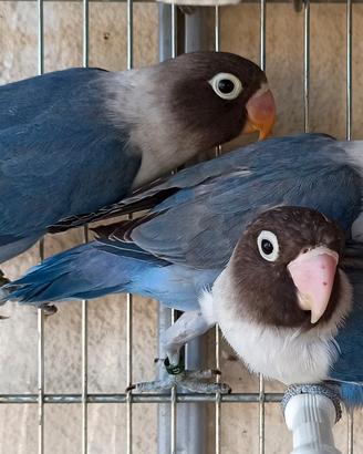 Giovani inseparabili personata