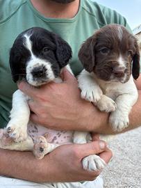 Springer spaniel