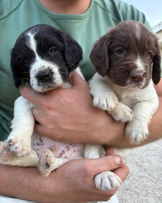 Springer spaniel