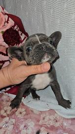 Bulldog francese poket