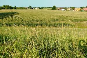 Terreno Agricolo