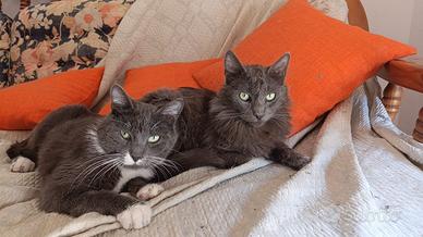 Coppia di gatti