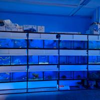 acquario batteria negozio marino