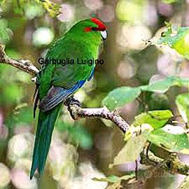 Pappagallo - Kakariki fronte rossa ANCESTRALE