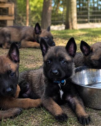 Pastore Belga Malinois Pedigree ENCI