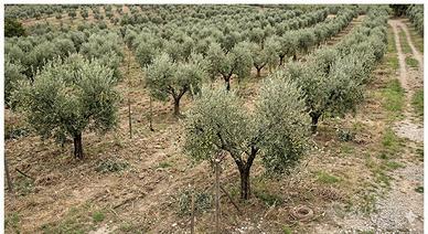 Coltivazione Oliveto Monteleone d'Orvieto