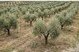 Coltivazione Oliveto Monteleone d'Orvieto