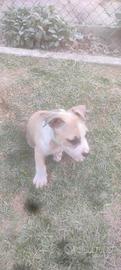 cuccioli Amstaff 