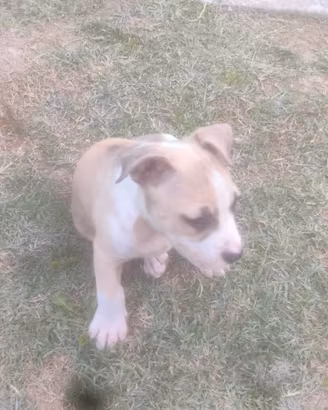 cuccioli Amstaff 