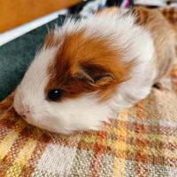 Cavia