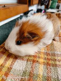 Cavia
