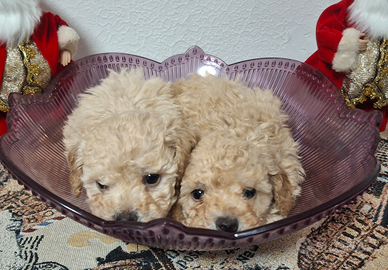 Cucciole di barboncino