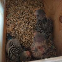 Pulli, pulli e ancora pulli