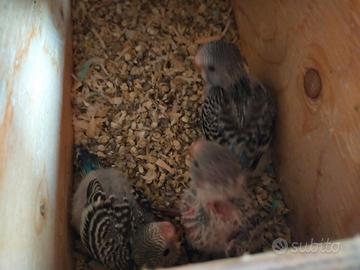 Pulli, pulli e ancora pulli