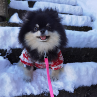 PRESTIGIOSA Volpina pomerania PEDIGREE Black / TAN