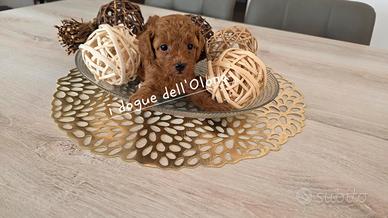 Cuccioli di barboncino