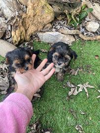 Cuccioli di Yorkshire