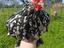 Immagine 3