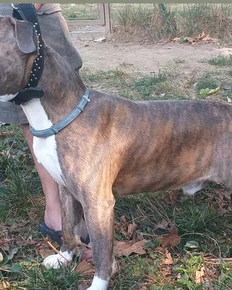 Amstaff