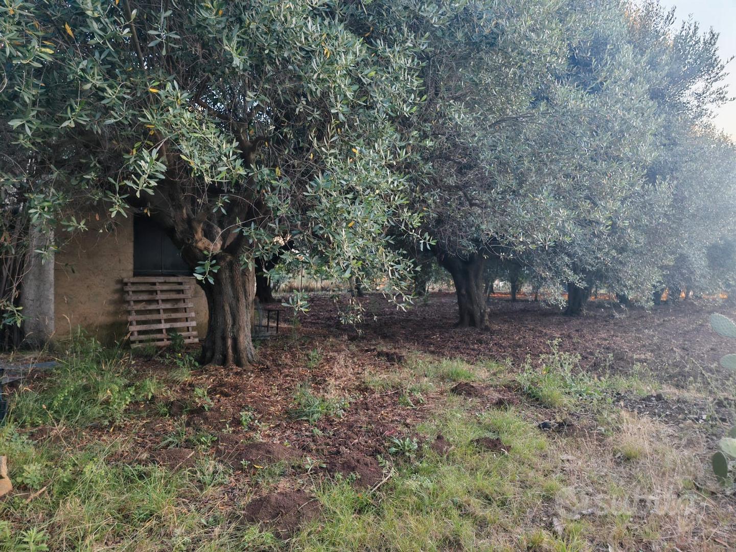 Terreno agricolo 1400 MQ- Matiniti -Campo Calabro - Vista 2