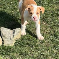 Strepitosi cuccioli di bulldog americano