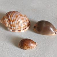 Lotto 3 conchiglie naturali Cypraea e Phalium