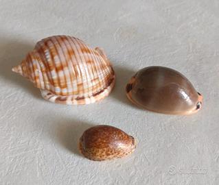 Lotto 3 conchiglie naturali Cypraea e Phalium