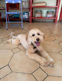 Barboncino nano albicocca (monta)