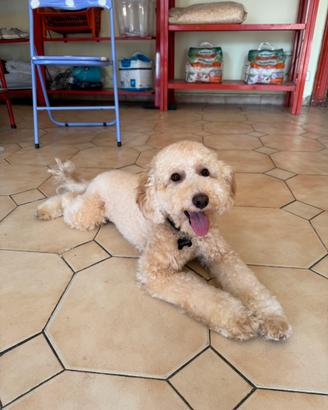 Barboncino nano albicocca (monta)