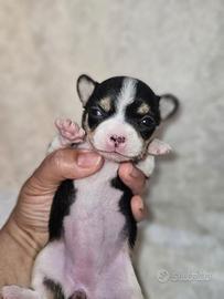 Chihuahua femmina nana