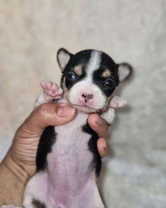 Chihuahua femmina nana