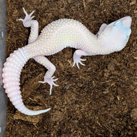 Geco leopardino Blizzard