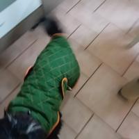 cappotto  cani taglia media