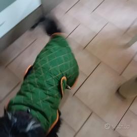 cappotto  cani taglia media