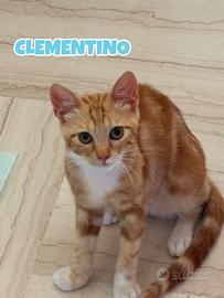 Clementino gattino biancorosso di 5 mesi