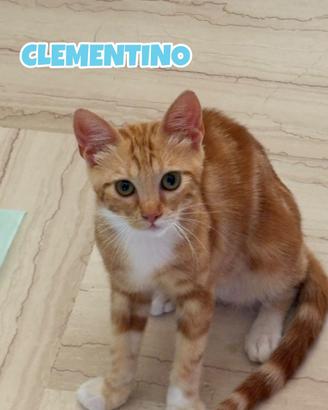 Clementino gattino biancorosso di 5 mesi