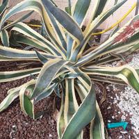 AGAVE STRIATE
